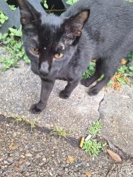 Found/Stray Unknown Cat last seen timberland, Porter, TX 77365