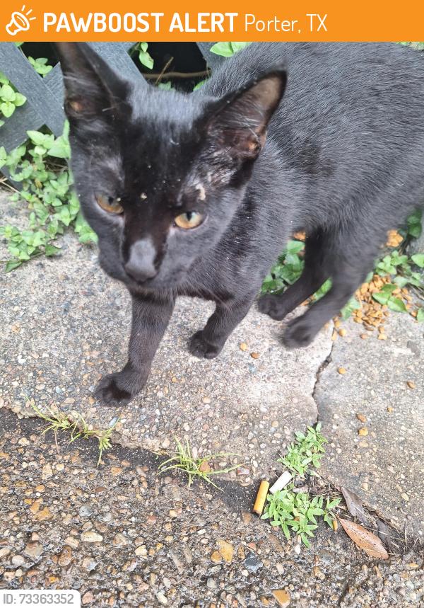 Found/Stray Unknown Cat last seen timberland, Porter, TX 77365