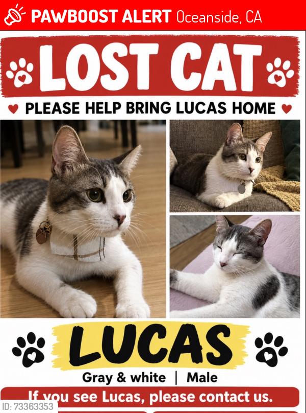 Lost Male Cat last seen Fireside street, fireside park, Oceanside, ca, Oceanside, CA 92058