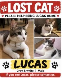 Lost Male Cat last seen Fireside street, fireside park, Oceanside, ca, Oceanside, CA 92058