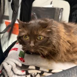 Shelter Stray Female Cat last seen , Animal Care & Control Team of Philly, 111 W Hunting Park Ave, Philadelphia, PA 19140, USA