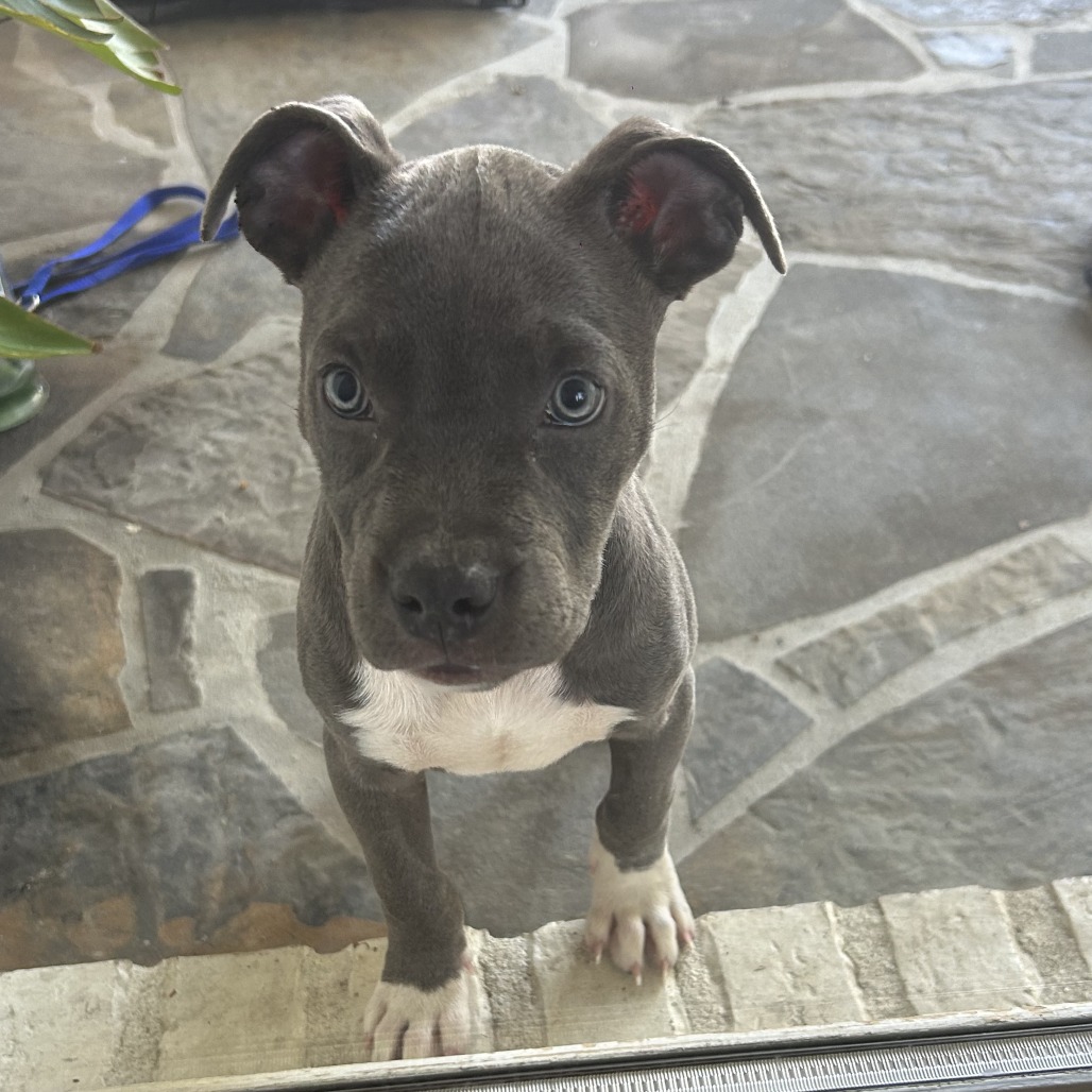 Shelter Stray Male Dog last seen , 2350 Appling City Cove, Memphis, TN 38133, USA