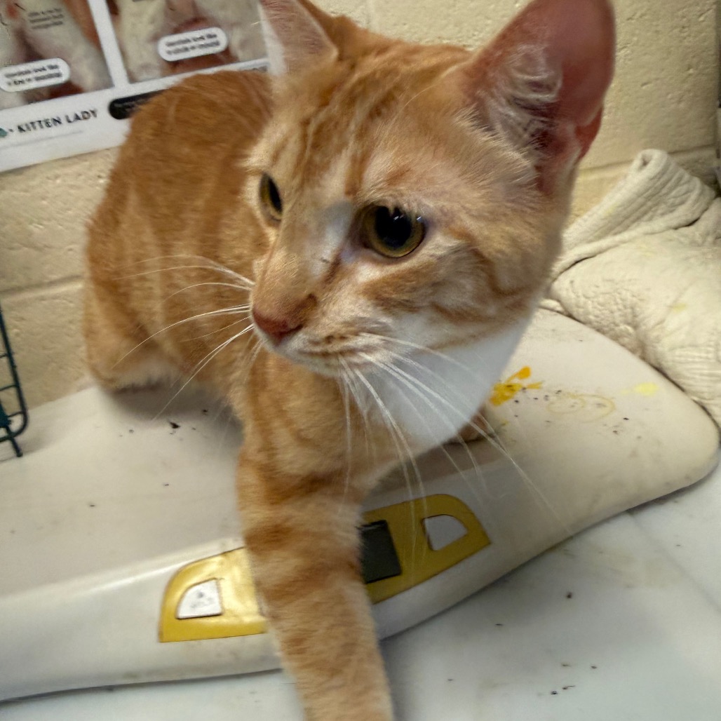 Shelter Stray Male Cat last seen , 2350 Appling City Cove, Memphis, TN 38133, USA