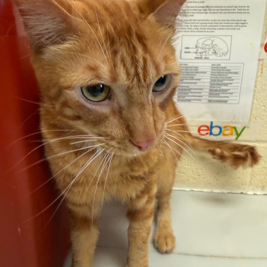 Shelter Stray Male Cat last seen , 2350 Appling City Cove, Memphis, TN 38133, USA