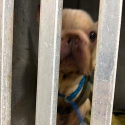 Shelter Stray Female Dog last seen , 980 Guilford College Rd, Greensboro, NC 27409, USA