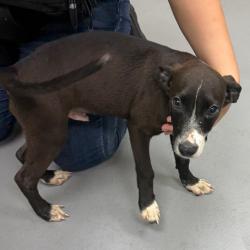 Shelter Stray Male Dog last seen , 4900 Milgen Rd, Columbus, GA 31907, USA