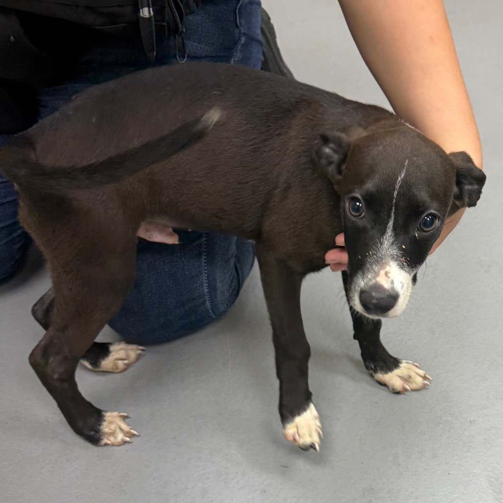 Shelter Stray Male Dog last seen , 4900 Milgen Rd, Columbus, GA 31907, USA