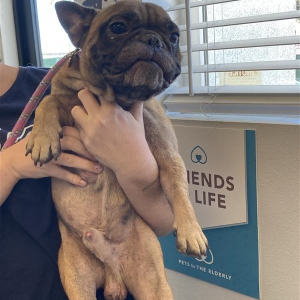 Shelter Stray Unknown Dog last seen , 12910 Yukon Ave, Hawthorne, CA 90250, USA