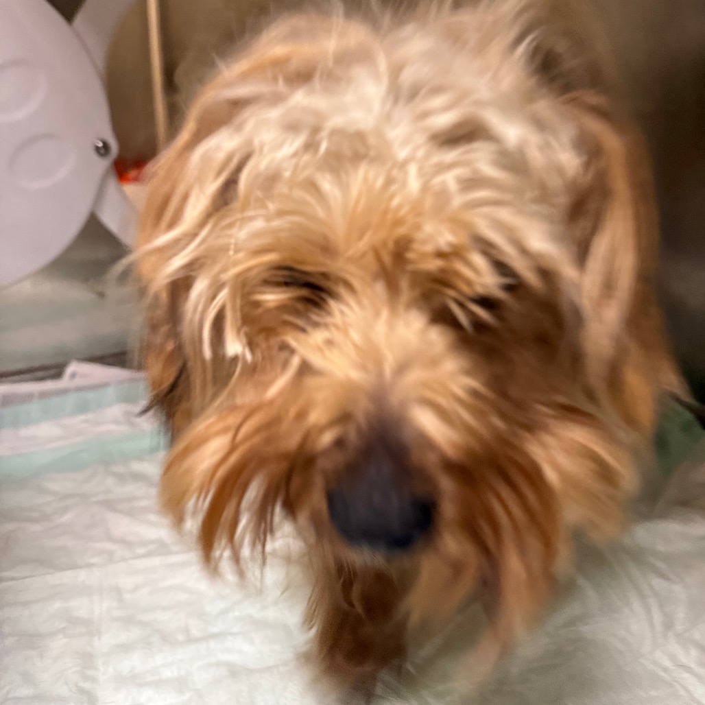 Shelter Stray Male Dog last seen , 5570 Sturmer Park Cir, Winston-Salem, NC 27105, USA