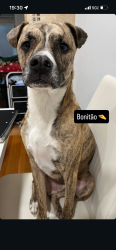 Lost Male Dog last seen Brentwood Dr, Reading, MA,, Reading, MA 01867