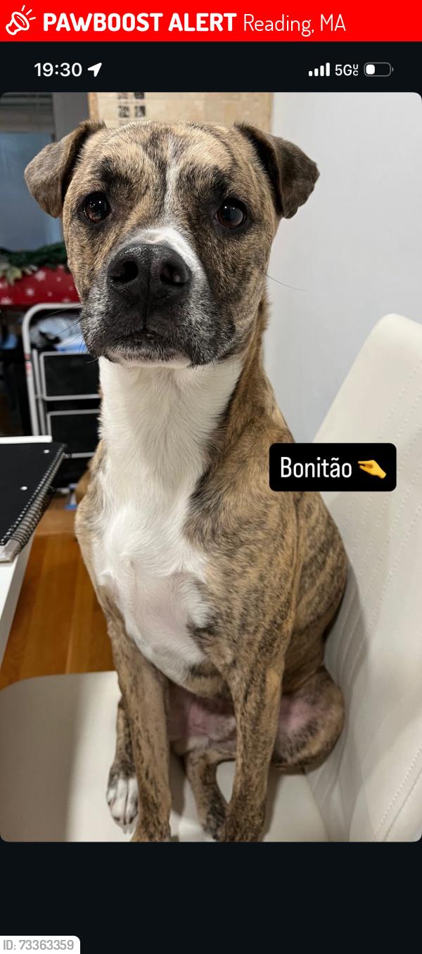 Lost Male Dog last seen Brentwood Dr, Reading, MA,, Reading, MA 01867