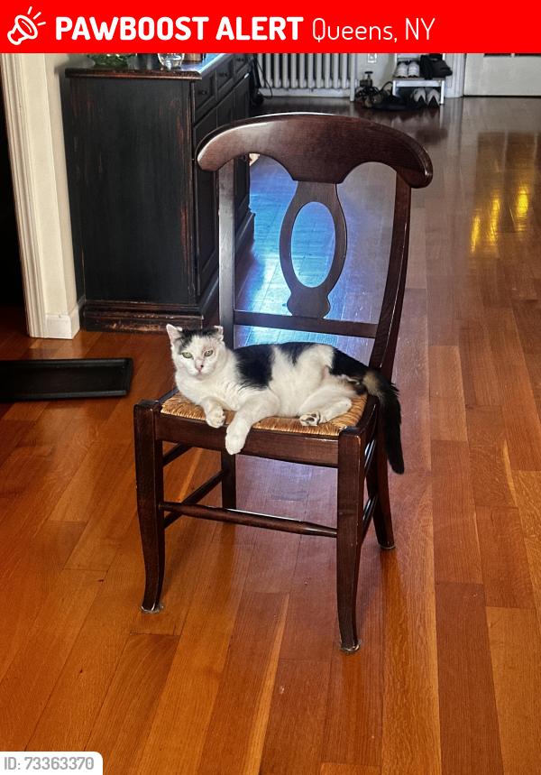 Lost Male Cat last seen Near drive f, Queens, NY 11379