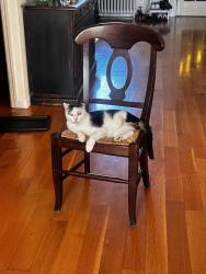 Lost Male Cat last seen Near drive f, Queens, NY 11379