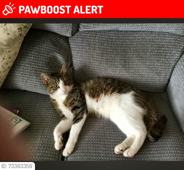 Lost Male Cat last seen Field/hedgerows off Bell Lane, Hartshorne, England DE11 7HG