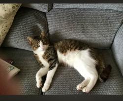 Lost Male Cat last seen Field/hedgerows off Bell Lane, Hartshorne, England DE11 7HG