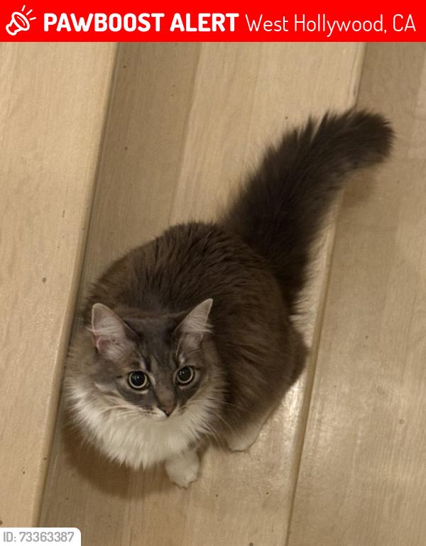 Lost Female Cat last seen La Jolla Avenue, West Hollywood, CA 90046