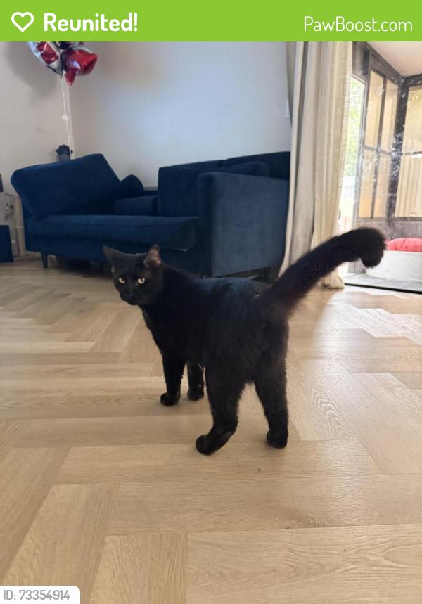 Reunited Male Cat last seen Wild acres road with Ulmerton road, Largo, FL 33771