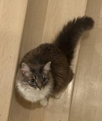 Lost Female Cat last seen La Jolla Avenue, West Hollywood, CA 90046