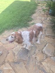 Reunited Male Dog last seen Maple Dr Asheville NC, Asheville, NC 28805