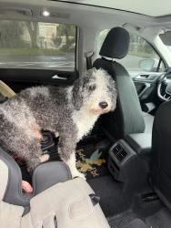 Found/Stray Male Dog last seen Braden run and 59th Ave E, Manatee County, FL 34202