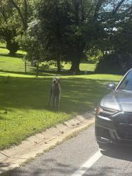 Reunited Unknown Dog last seen Seen roaming around Prestwick and River Clyde Dr, Highland, MD 20777