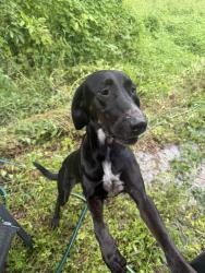 Found/Stray Female Dog last seen 169th, Miami, FL 33187