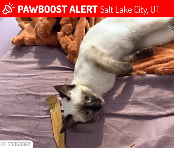Lost Female Cat last seen Near e downington ave south Salt Lake City UT 84115, Salt Lake City, UT 84115