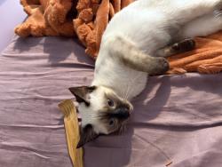 Lost Female Cat last seen Near e downington ave south Salt Lake City UT 84115, Salt Lake City, UT 84115