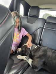 Reunited Female Dog last seen Near treaschwig rd, Spring, TX 77373