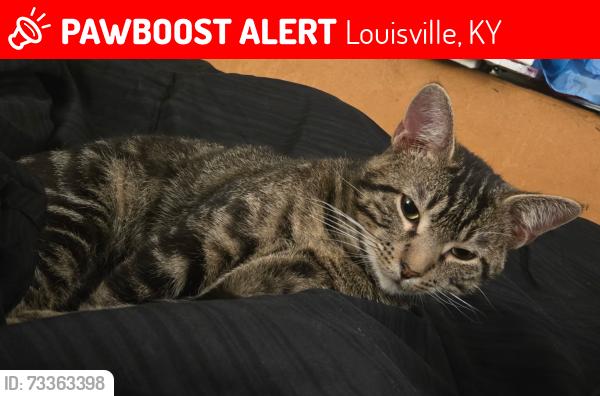 Lost Male Cat last seen Chenault and Catalina avenue, Louisville, KY 40272