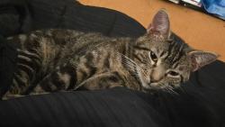 Lost Male Cat last seen Chenault and Catalina avenue, Louisville, KY 40272