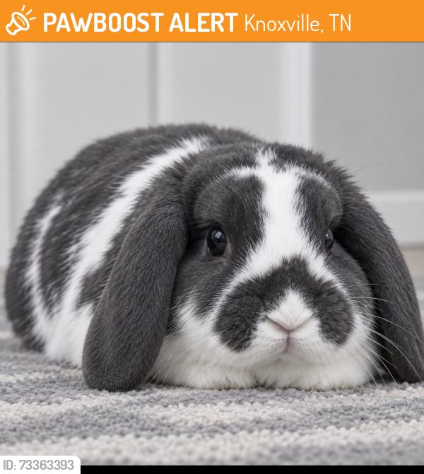 Found/Stray Unknown Rabbit last seen Yarnell, Knoxville, TN 37932