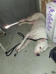 Found/Stray Female Dog last seen McKinley park, Sacramento, CA 95816