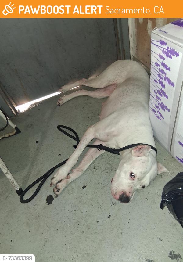 Found/Stray Female Dog last seen McKinley park, Sacramento, CA 95816