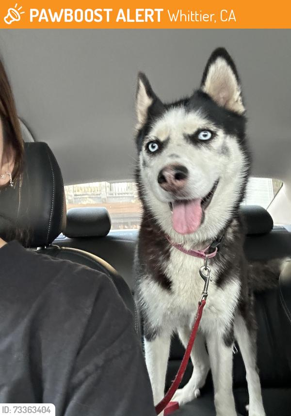 Found/Stray Female Dog last seen EOS gym Whittier, Whittier, CA 90606