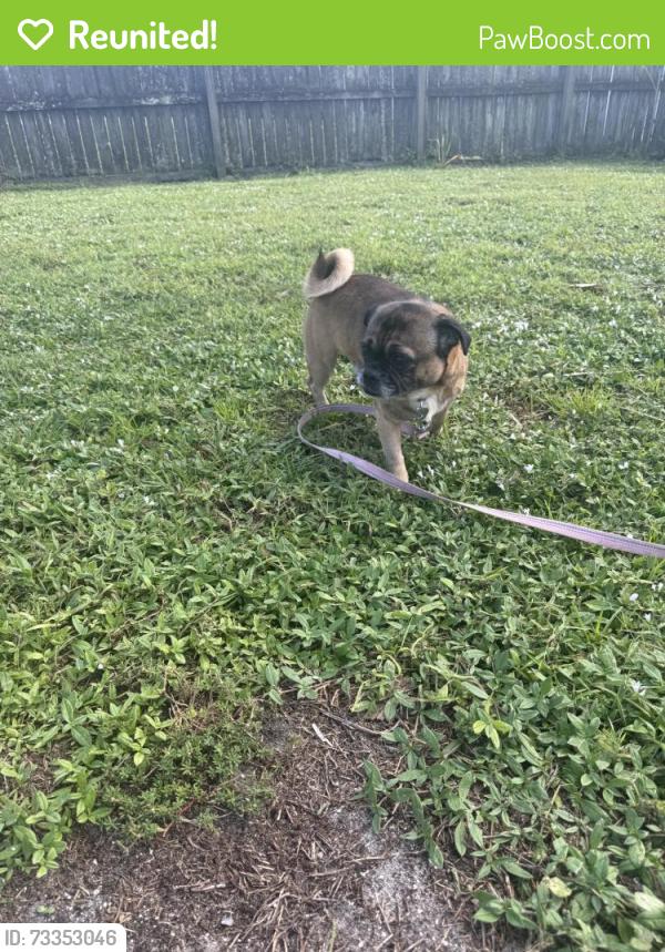 Reunited Male Dog last seen Princeton ave, Melbourne, FL 32901