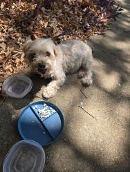 Reunited Male Dog last seen Baladeer, Corinth, TX 76210