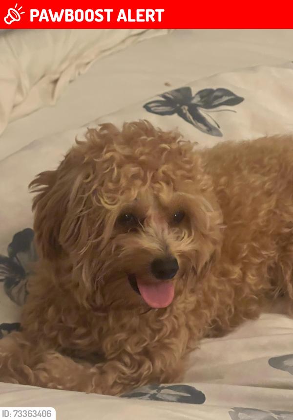 Lost Male Dog last seen Edison Highschool, Huntington Beach, CA 92646