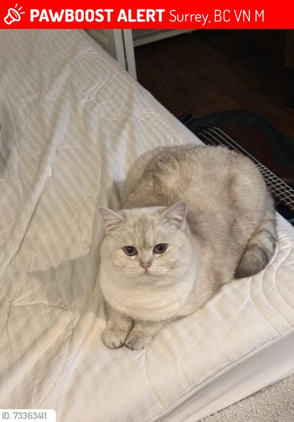 Lost Female Cat last seen Pacific academy, Surrey, BC V4N 4M2