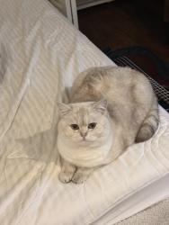 Lost Female Cat last seen Pacific academy, Surrey, BC V4N 4M2