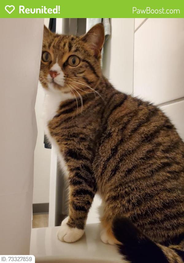 Reunited Female Cat last seen Crazier and union street west, Winnipeg, MB 
