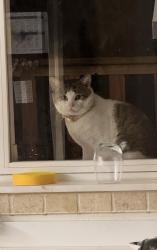 Found/Stray Unknown Cat last seen Lauder Ave and St. Clair Ave west, Toronto, ON 