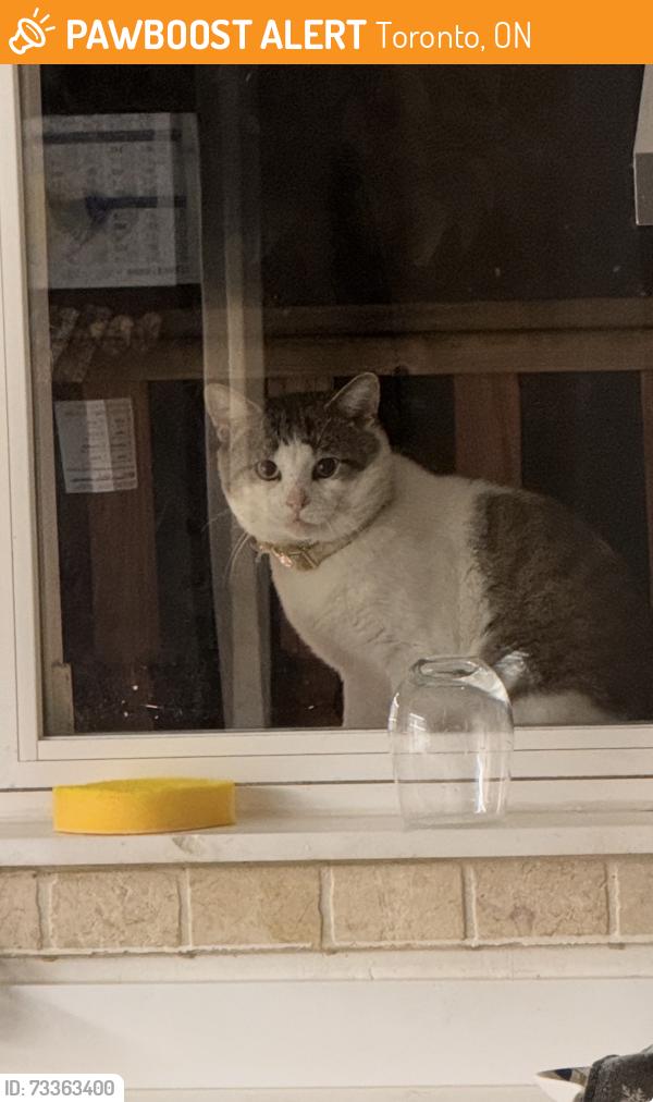 Found/Stray Unknown Cat last seen Lauder Ave and St. Clair Ave west, Toronto, ON 