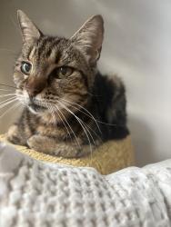Lost Female Cat last seen Miles Drive and Overton Street, New Orleans, LA 70122
