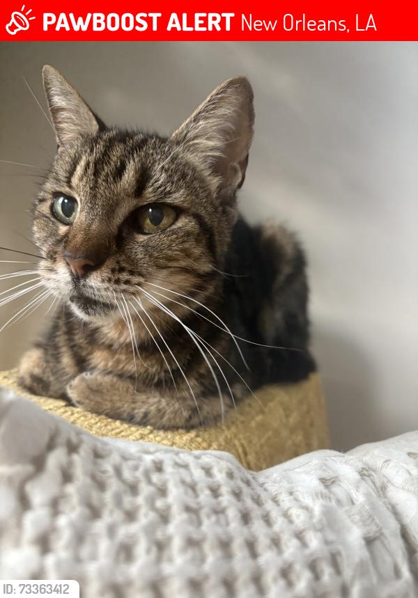 Lost Female Cat last seen Miles Drive and Overton Street, New Orleans, LA 70122