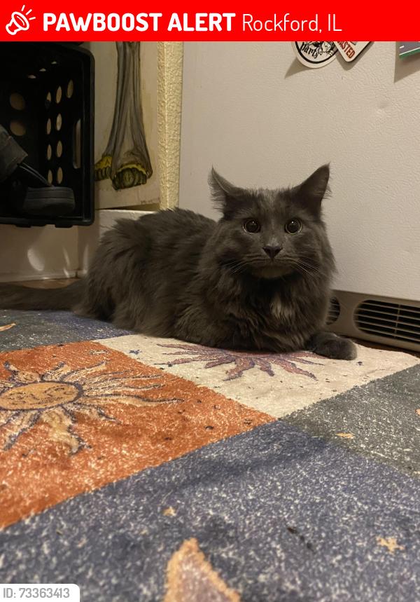 Lost Male Cat last seen Grenham and Burrmont, Rockford, IL 61107