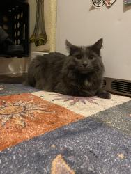 Lost Male Cat last seen Grenham and Burrmont, Rockford, IL 61107