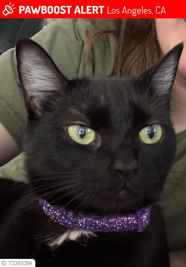Lost Female Cat last seen Magnolia and Van Nuys, Los Angeles, CA 91423