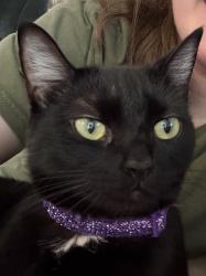 Lost Female Cat last seen Magnolia and Van Nuys, Los Angeles, CA 91423