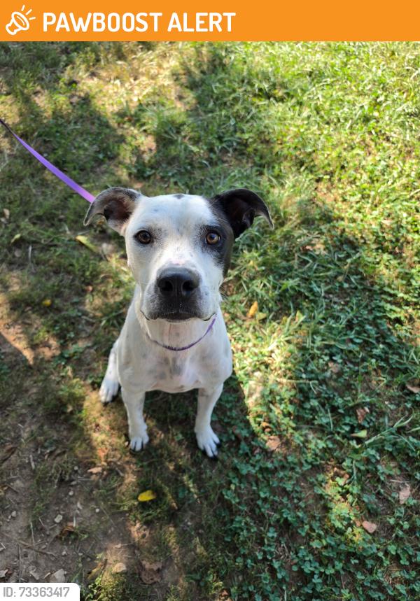 Found/Stray Male Dog last seen Dutch valley road, Anderson County, TN 37716